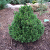 Picea abies 'Tompa'  -Ель обыкновенная - Picea abies 'Tompa'