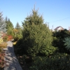 Picea jezoensis - świerk ajański - Picea jezoensis