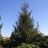 Picea jezoensis - świerk ajański - Picea jezoensis