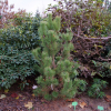 Pinus mugo 'Zundert' - Cосна горная - Pinus mugo 'Zundert'