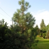 Pinus ponderosa - sosna żółta - Pinus ponderosa