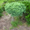 Larix kaempferi 'Blue Dwarf' - modrzew japoński - Larix kaempferi 'Blue Dwarf'