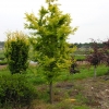 Metasequoia glyptostroboides Goldrush - Mетасеквойя китайская - Metasequoia glyptostroboides Goldrush