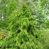Picea abies 'Acrocona' - Norway spruce - Picea abies 'Acrocona'