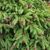 Picea abies 'Acrocona Anna' - Eль обыкновенная - Picea abies 'Acrocona Anna'