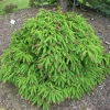 Picea abies 'Acrocona Anna' - Eль обыкновенная - Picea abies 'Acrocona Anna'