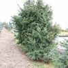 Picea abies 'Acrocona' - świerk pospolity - Picea abies 'Acrocona'