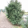 Picea abies 'Acrocona' - Ель обыкновенная - Picea abies 'Acrocona'