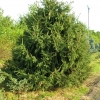 Picea abies 'Acrocona' - Ель обыкновенная - Picea abies 'Acrocona'