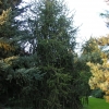 Picea abies 'Cranstonii' - Eль обыкновенная - Picea abies 'Cranstonii'