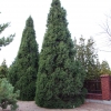 Picea abies 'Cupressina' - Norway spruce - Picea abies 'Cupressina'