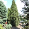 Picea abies 'Cupressina' - Eль обыкновенная - Picea abies 'Cupressina'