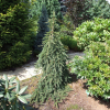 Picea abies 'Frohburg' - Norway spruce - Picea abies 'Frohburg'