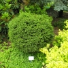 Picea abies 'Hystrix' - Ель обыкновенная - Picea abies 'Hystrix'