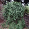 Picea abies 'Inversa' - Gemeine Fichte - Picea abies 'Inversa'