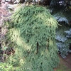 Picea abies 'Inversa' - Gemeine Fichte - Picea abies 'Inversa'