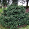 Picea abies 'Maxwellii' - Gemeine Fichte ;  Zapfenfichte Herkunft ; Zapfen-Fichte - Picea abies 'Maxwellii'