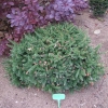 Picea abies 'Pusch' -Norway spruce - Picea abies 'Pusch'