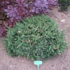 Picea abies 'Pusch' - ель обыкновенная - Picea abies 'Pusch'