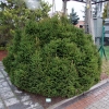 Picea abies 'Pygmaea' - Ель обыкновенная - Picea abies 'Pygmaea'