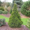 Picea abies 'Will's Zwerg' - Gemeine Fichte - Picea abies 'Will's Zwerg'