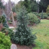 Picea breweriana - Siskiyou-Fichte - Picea breweriana