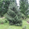 Picea breweriana - Siskiyou-Fichte - Picea breweriana