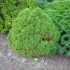 Picea glauca 'Alberta Globe' - Ель канадская - Picea glauca 'Alberta Globe'