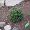 Picea glauca 'Blue Planet' - świerk biały - Picea glauca 'Blue Planet'