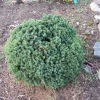 Picea glauca 'Blue Planet' - świerk biały - Picea glauca 'Blue Planet'