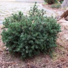 Picea glauca 'Blue Planet' - świerk biały - Picea glauca 'Blue Planet'