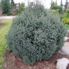 Picea mariana 'Jana' - świerk czarny - Picea mariana 'Jana'