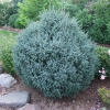 Picea mariana 'Jana' - świerk czarny - Picea mariana 'Jana'