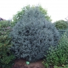 Picea mariana 'Jana' - świerk czarny - Picea mariana 'Jana'
