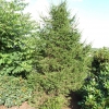 Picea obovata - świerk syberyjski - Picea obovata