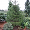 Picea obovata - świerk syberyjski - Picea obovata