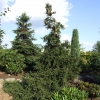 Picea orientalis 'Fasty Gold' - Oriental Spruce - Picea orientalis 'Fasty Gold'