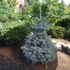 Picea pungens 'Blue Trinket' - Stech-Fichte ; Blaufichte - Picea pungens 'Blue Trinket'