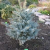 Picea pungens 'Blue Trinket' - Stech-Fichte ; Blaufichte - Picea pungens 'Blue Trinket'