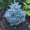 Picea pungens 'Globosa Argentea' - świerk kłujacy - Picea pungens 'Globosa Argentea'