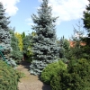 Picea pungens 'Hoopsii' - świerk kłujący - Picea pungens 'Hoopsii'