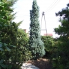 Picea pungens 'Iseli Fastigiate' - Eль колючая - Picea pungens 'Iseli Fastigiate'