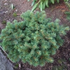 Picea pungens 'Lucky Strike' - Blue Spruce - Picea pungens 'Lucky Strike'