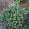 Picea pungens 'Lucky Strike' - Stech-Fichte ; Blaufichte - Picea pungens 'Lucky Strike'