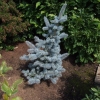 Picea pungens 'Oldenburg' - Colorado Blue Spruce - Picea pungens 'Oldenburg'