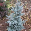 Picea pungens 'Oldenburg' - Colorado Blue Spruce - Picea pungens 'Oldenburg'