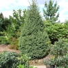 Picea schrenkiana - świerk Schrenka - Picea schrenkiana