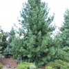 Pinus cembra var. sibirica - sosna limba - Pinus cembra var. sibirica ; Pinus  sibirica