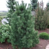 Pinus cembra var. sibirica - sosna limba - Pinus cembra var. sibirica ; Pinus  sibirica