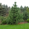Pinus cembra var. sibirica - sosna limba - Pinus cembra var. sibirica ; Pinus  sibirica